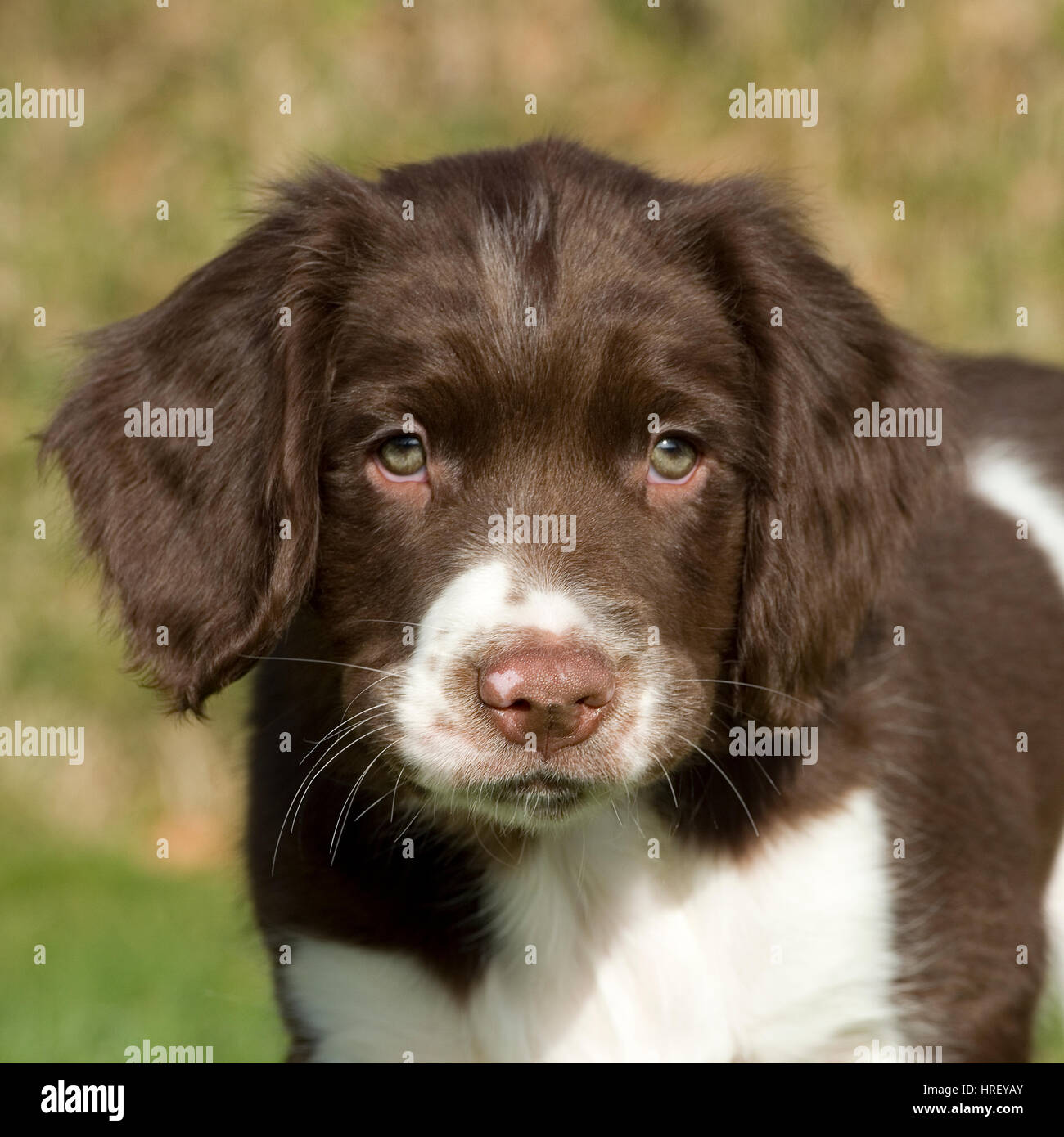 springer spaniel puppy pictures