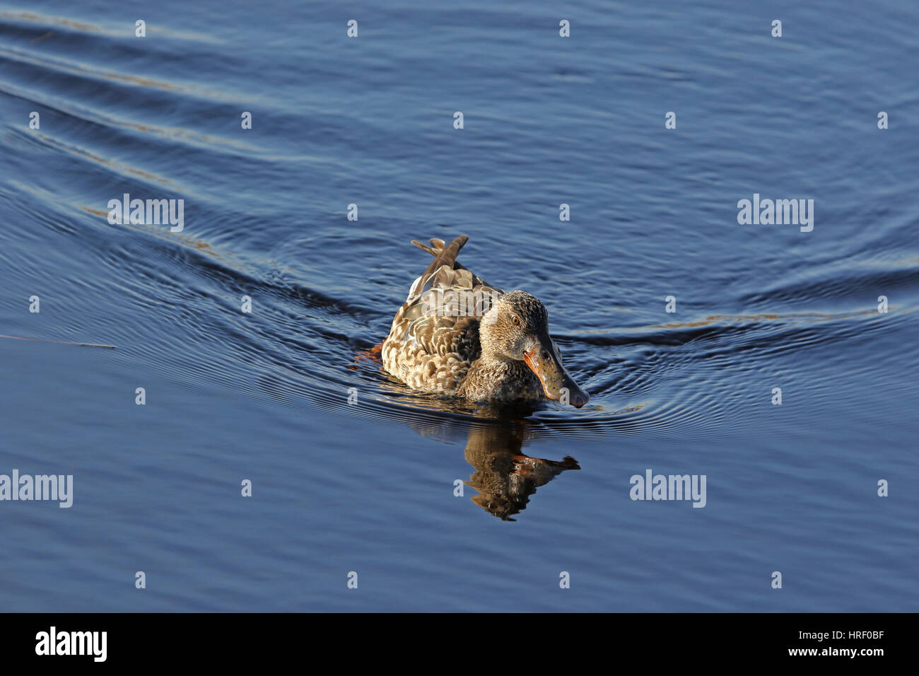 Female shoveler duck Latin name anas clypeata family anatidae shoveling ...