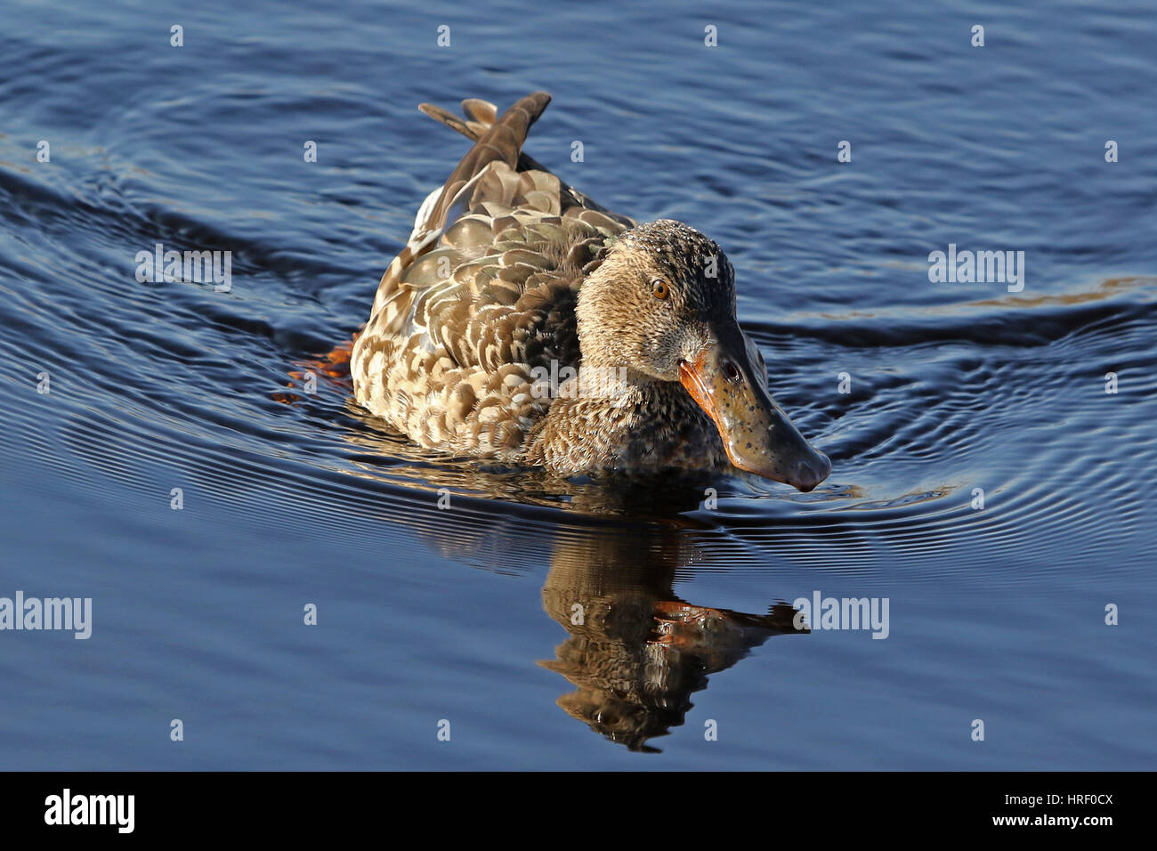 Female shoveler duck Latin name anas clypeata family anatidae shoveling ...