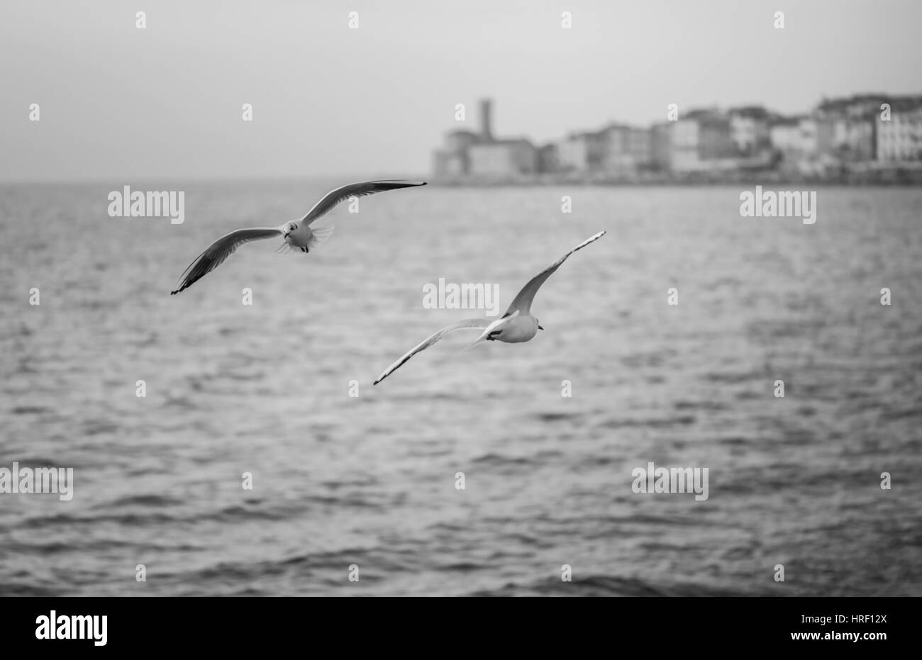 Seagulls are flying above sea level over the mediterranean sea. Stock Photo