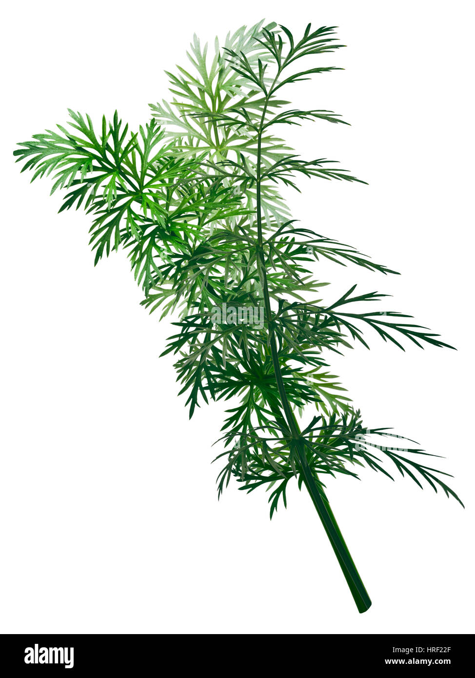 Fresh Caraway (Carum carvi) stems with leaves. Clipping path Stock Photo
