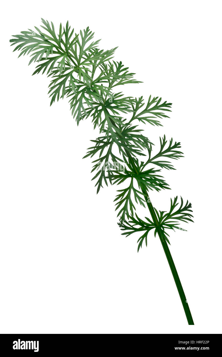 Fresh Caraway (Carum carvi) stems with leaves. Clipping path Stock Photo