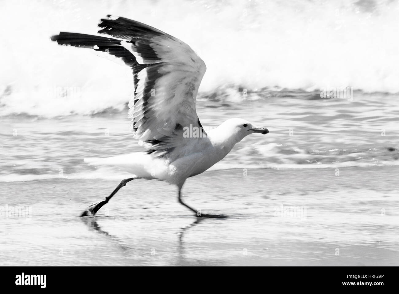 A seagull running on a beach to takeoff Stock Photo