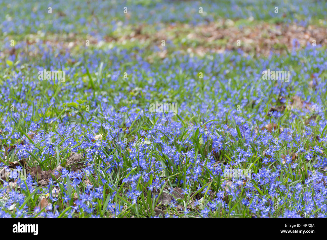 A carpet of blue wild flowers in a park. Tiergarten, Berlin, Germany Stock Photo