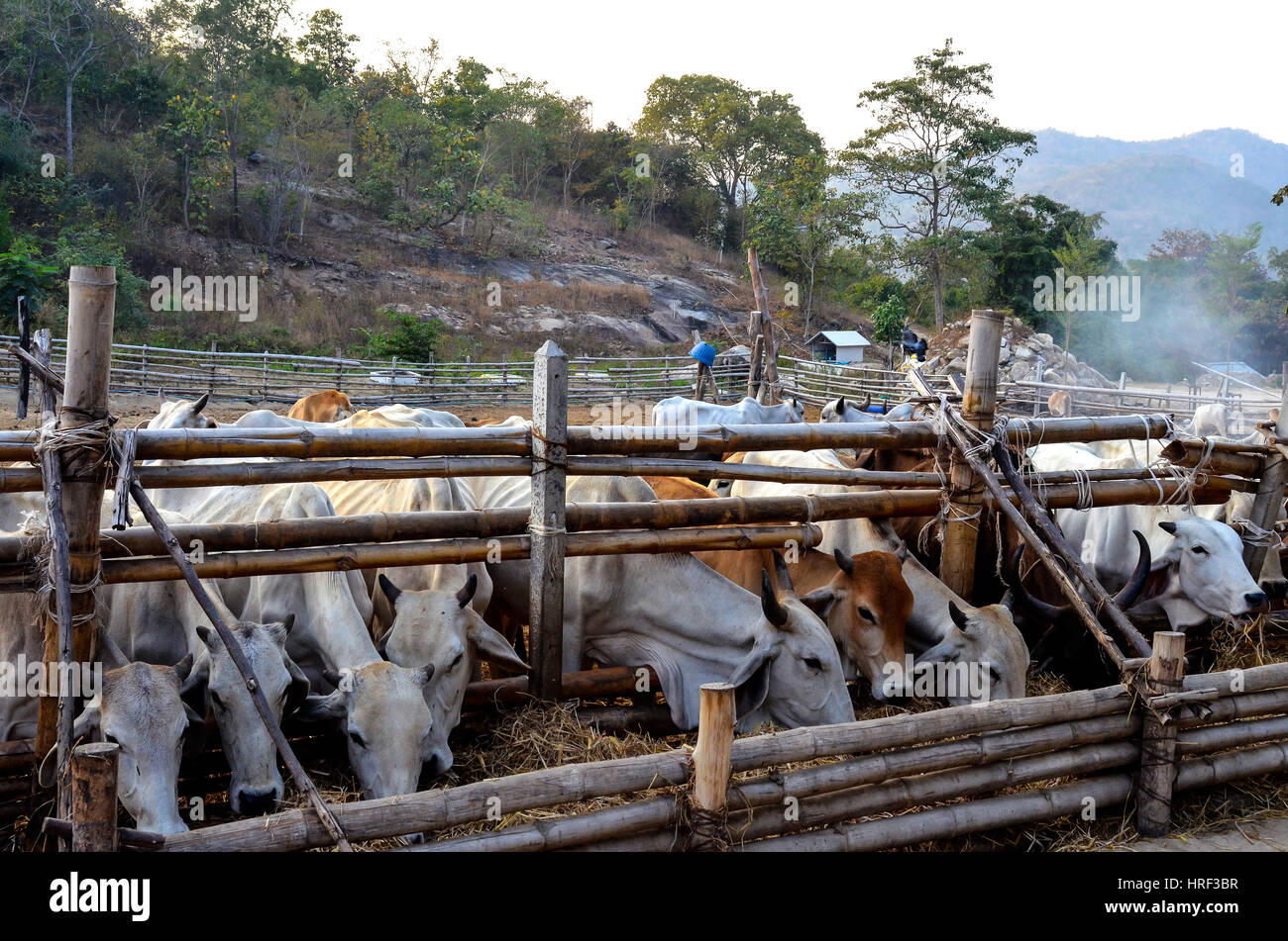 cows eat straw at a animal farm in hua hin, thailand Stock Photo Alamy