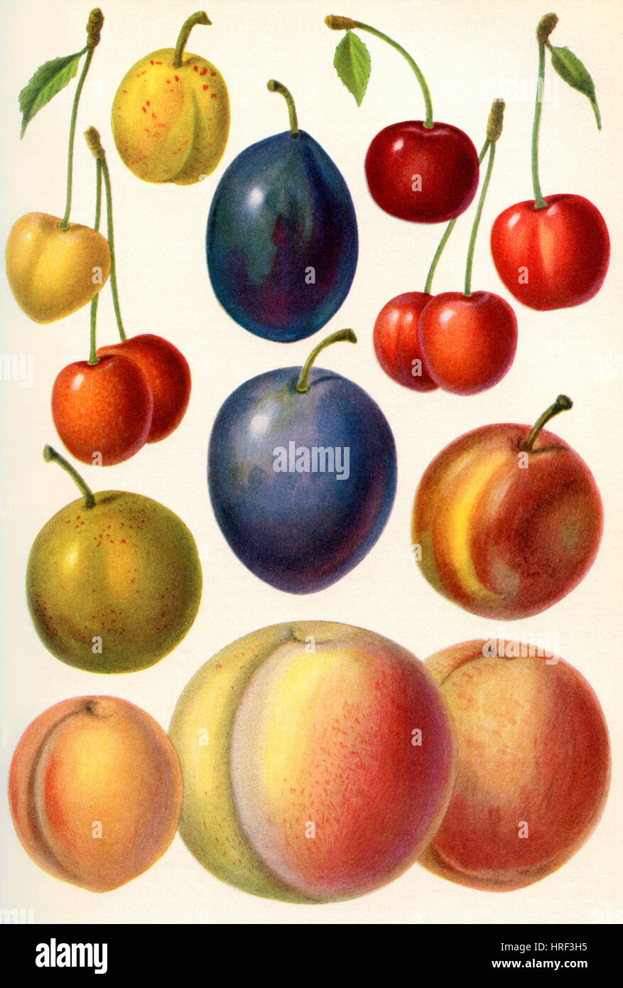 Stone fruit or drupes. From Meyers Lexicon, published 1927 Stock Photo ...