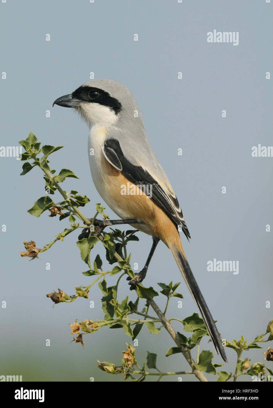 Long-tailed Shrike - Lanius schach Stock Photo