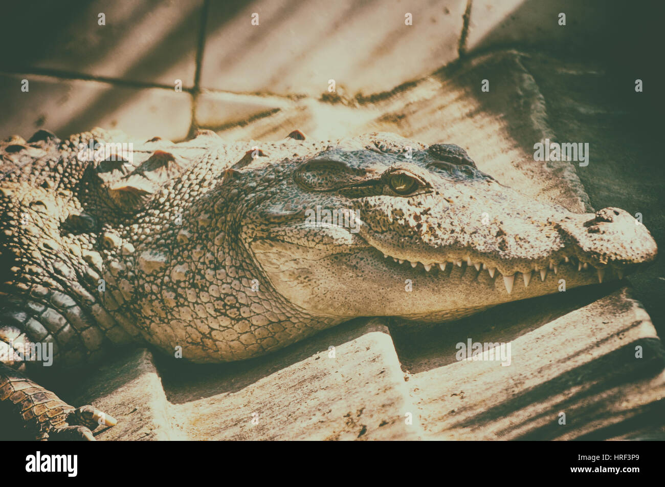 Nile Crocodile very closeup image capture. Stock Photo