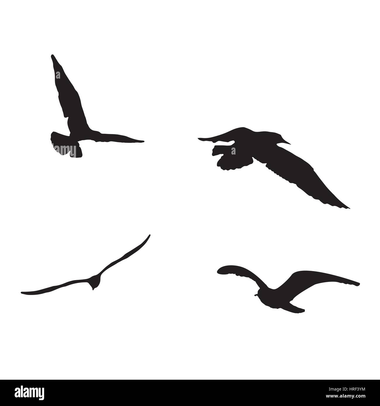 Vector Set Seagull Silhouette On White Background Collection Stock