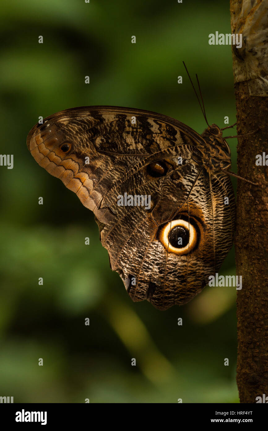 Owl butterfly is a butterfly, in the genus Caligo, known for their huge eyespots, which resemble owls' eyes Stock Photo