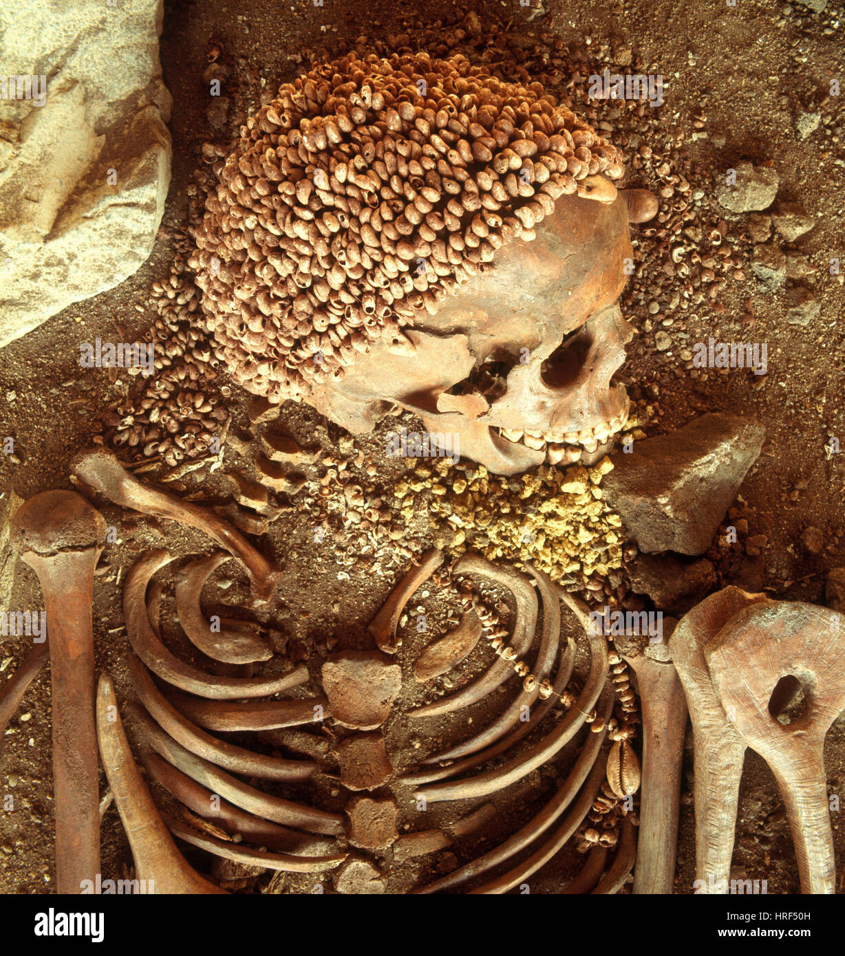 Prehistory Skeletal Remains Stock Photo