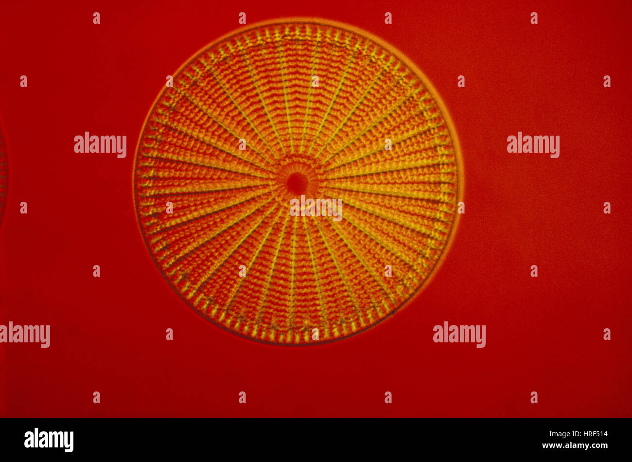 Diatom - Arachnoidiscus ehrenbergi Stock Photo