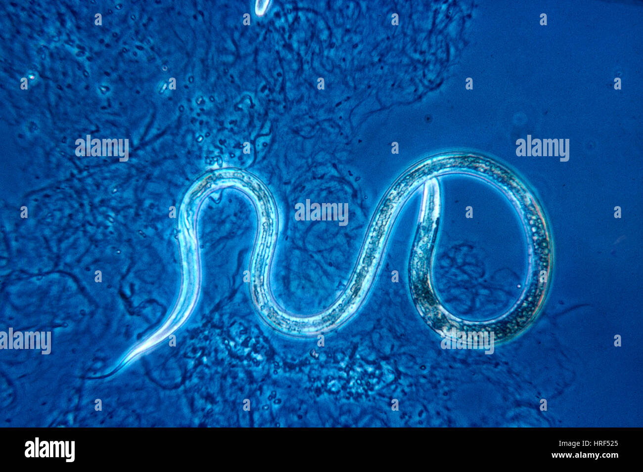 Turbatrix hires stock photography and images Alamy