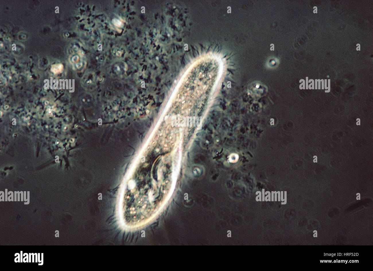 Paramecium aurelia Stock Photo