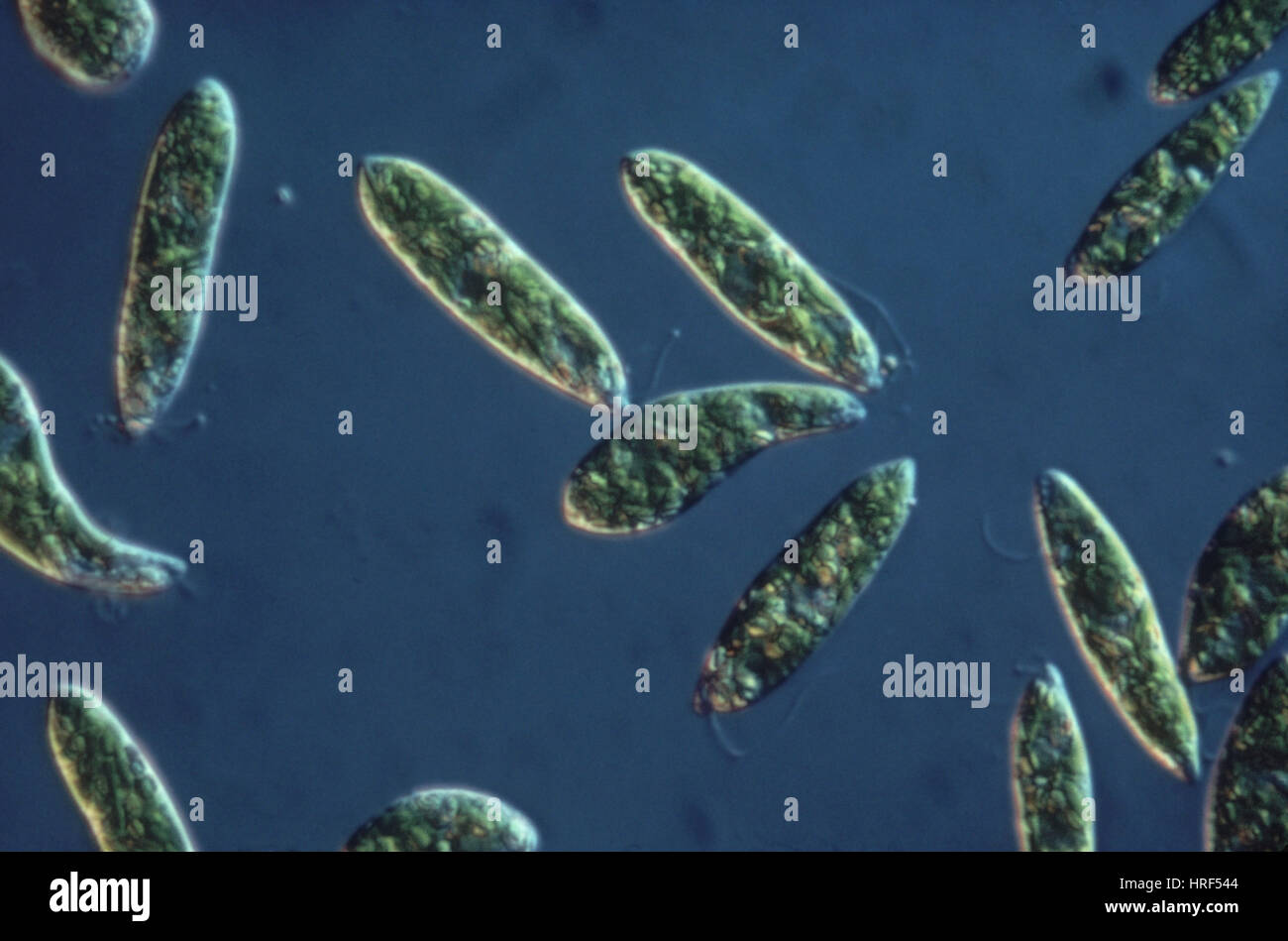 Euglena Gracilis Stock Photo Alamy Euglena Gracilis Stock Photo Alamy