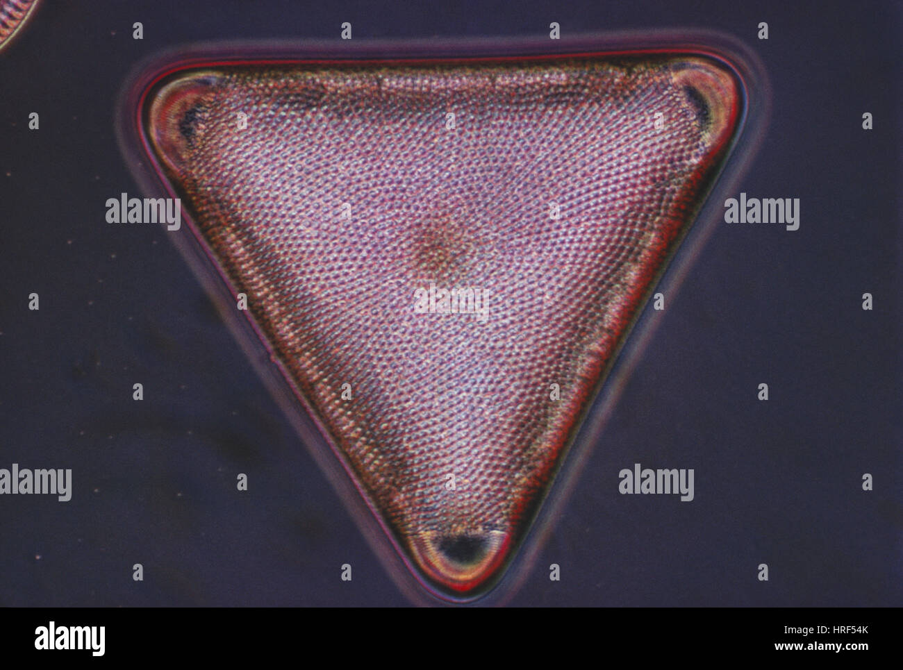 Diatom - Triceratium formosum Stock Photo