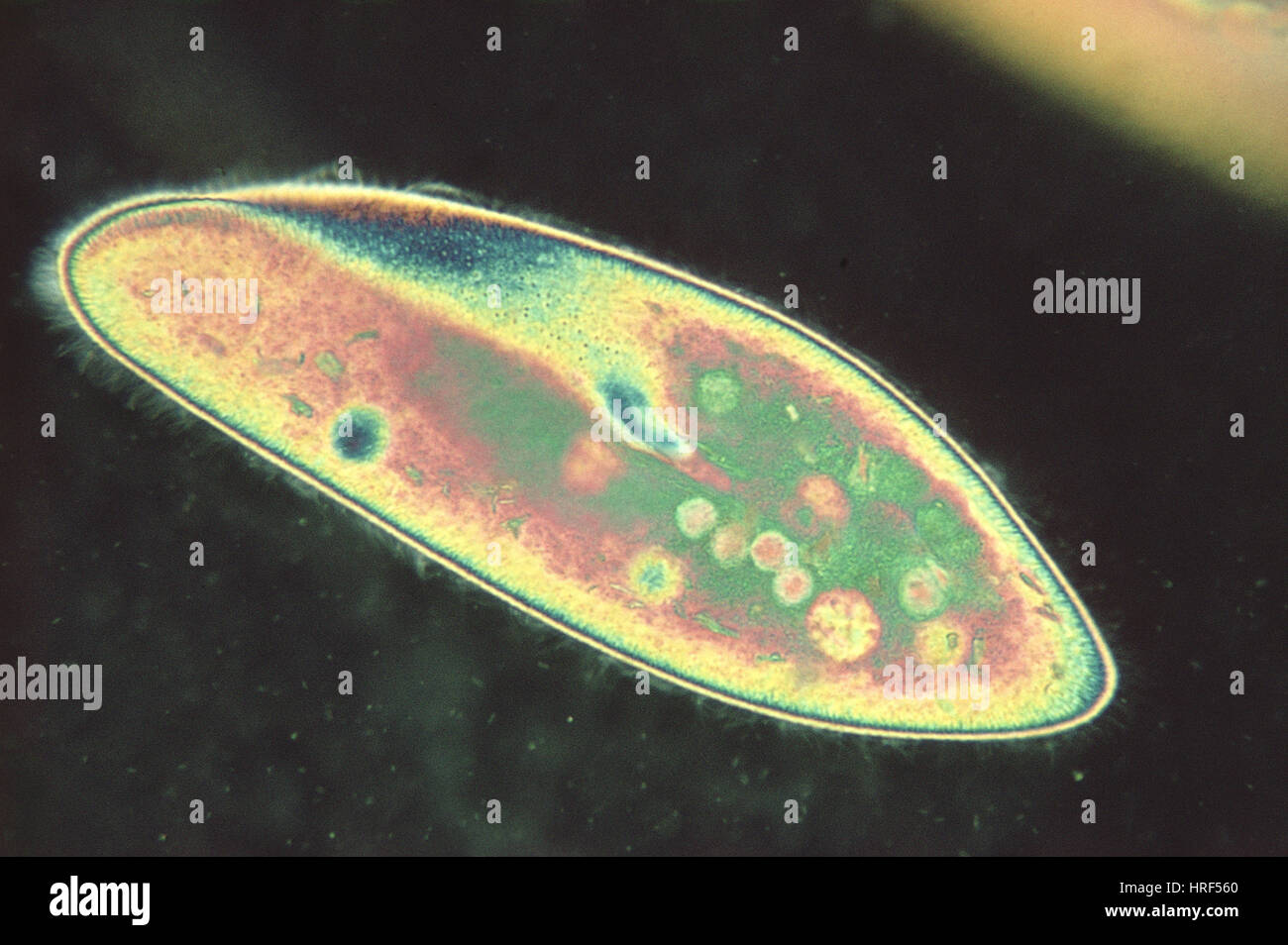 Paramecium caudatum Stock Photo