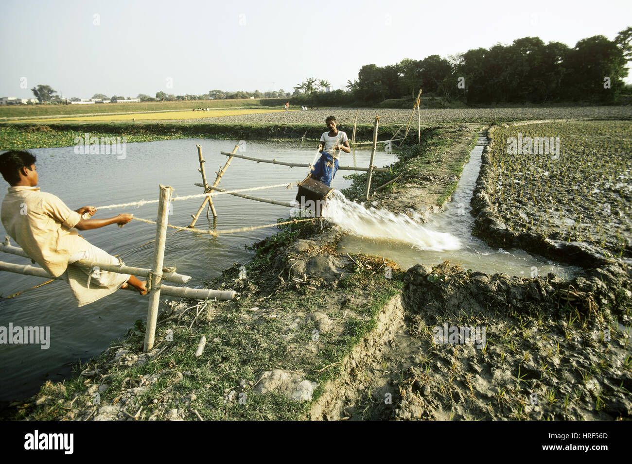 Watering a Rice Field Stock Photo Alamy