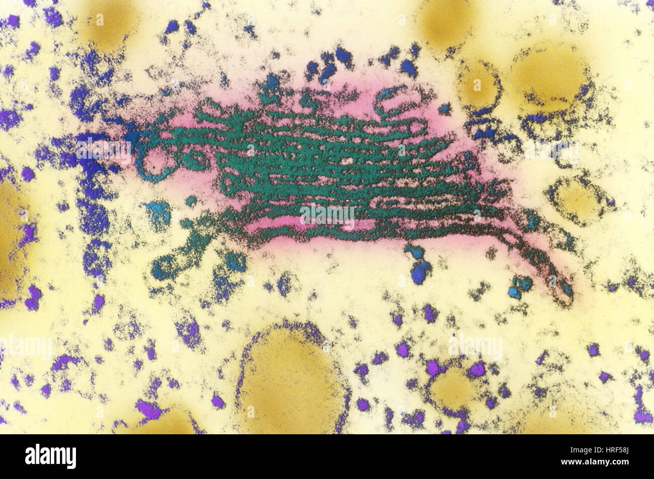 Fibrous connective tissue hi-res stock photography and images - Alamy