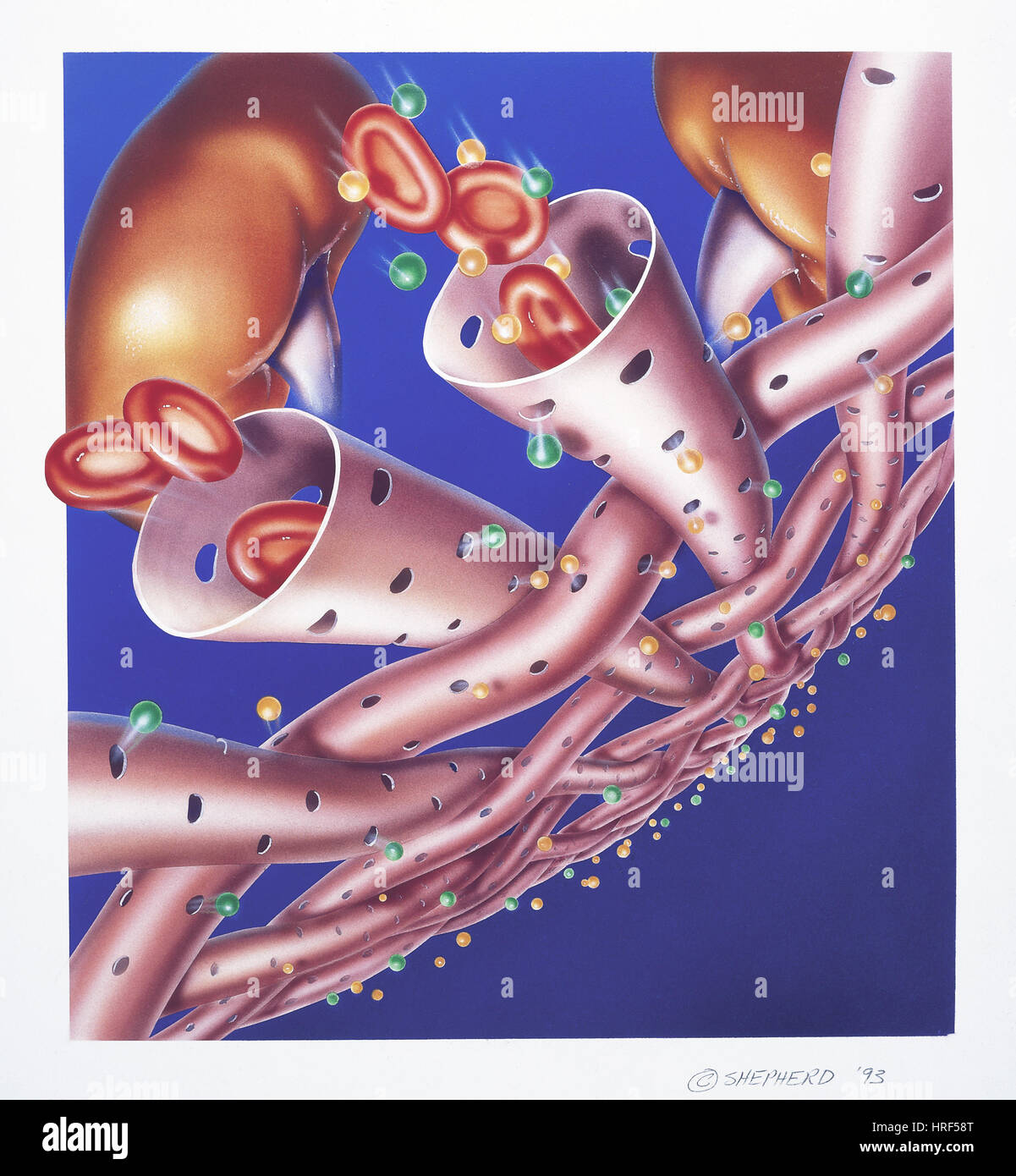 Kidney S Meshwork Of Arterioles Stock Photo Alamy