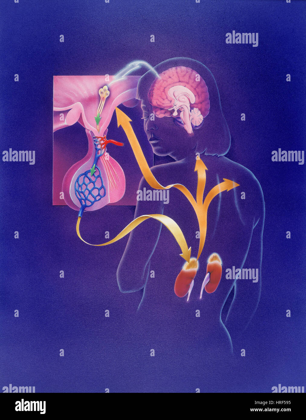 Cortisol / Adrenalin Cycle Stock Photo Biology Diagrams