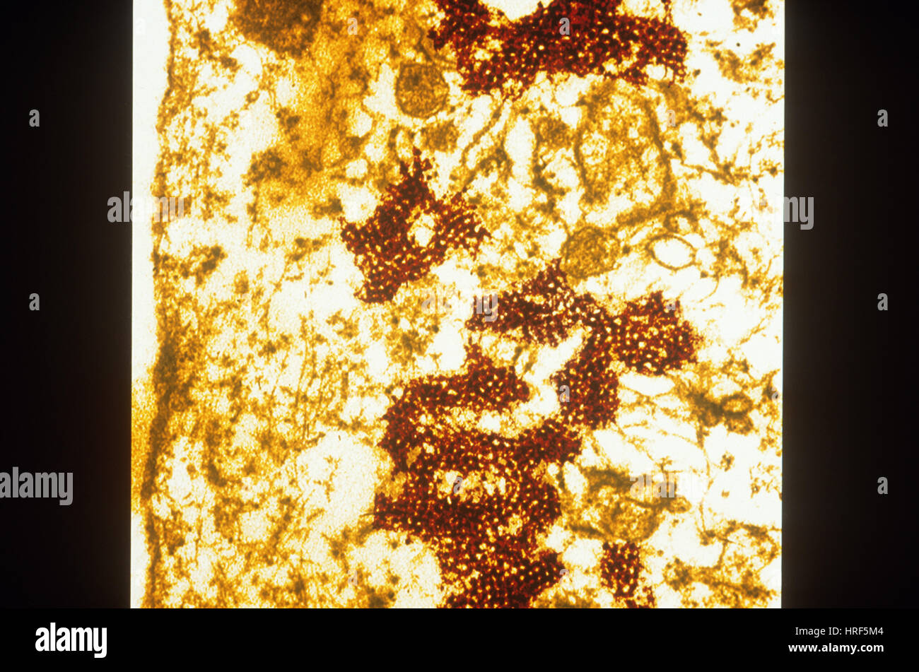 Foot and Mouth disease Stock Photo Alamy