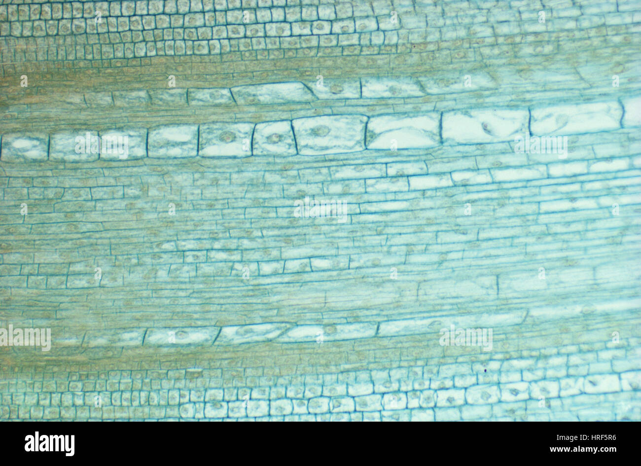 Corn Root Cells Stock Photo Alamy