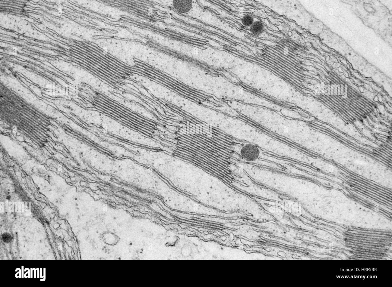 Chloroplast Grana TEM Stock Photo