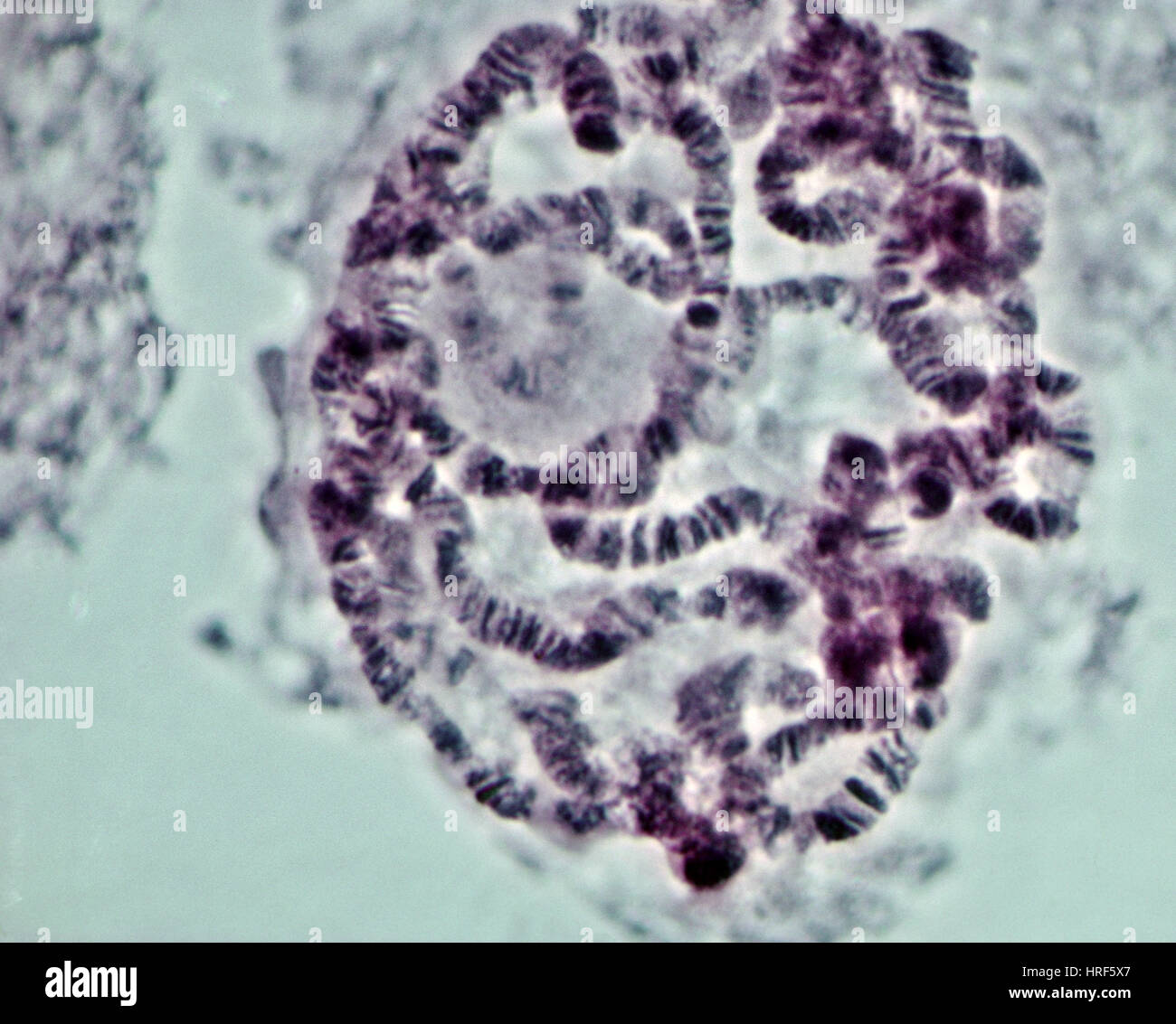 Fruit Fly Chromosomes, LM Stock Photo