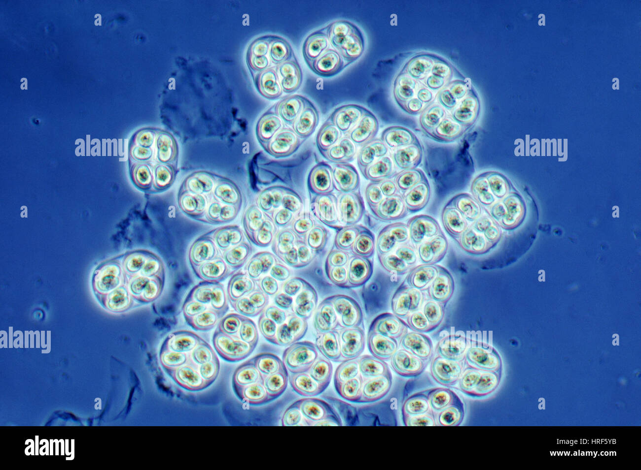 Blue green algae micrograph hires stock photography and images Alamy