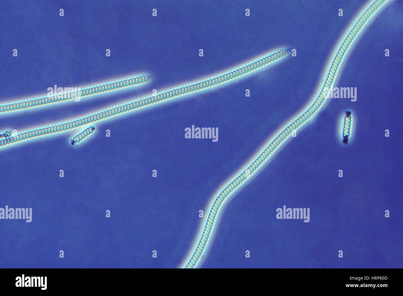 Spirulina microscope hires stock photography and images Alamy