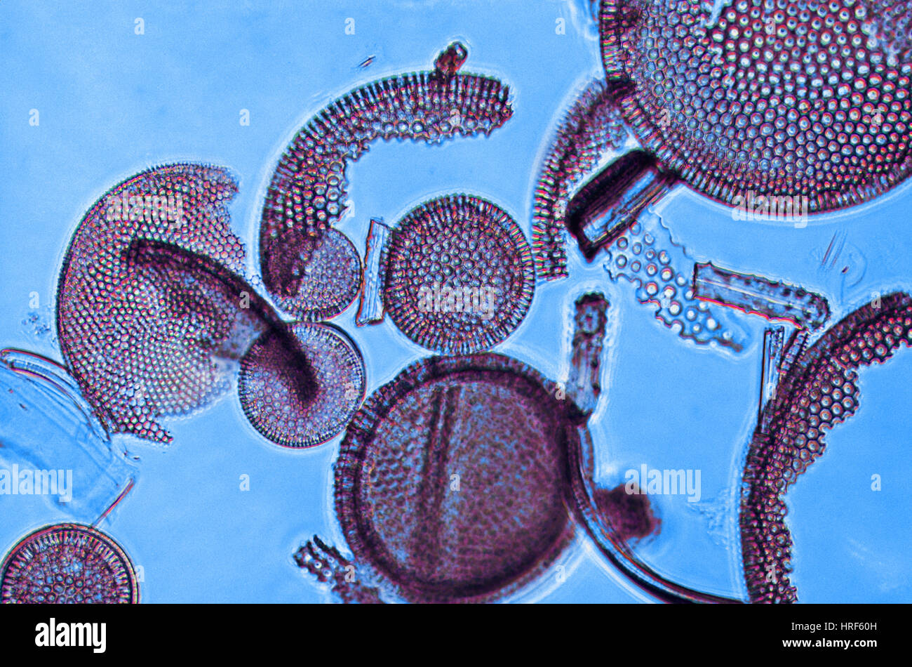 Fossil Diatoms Stock Photo
