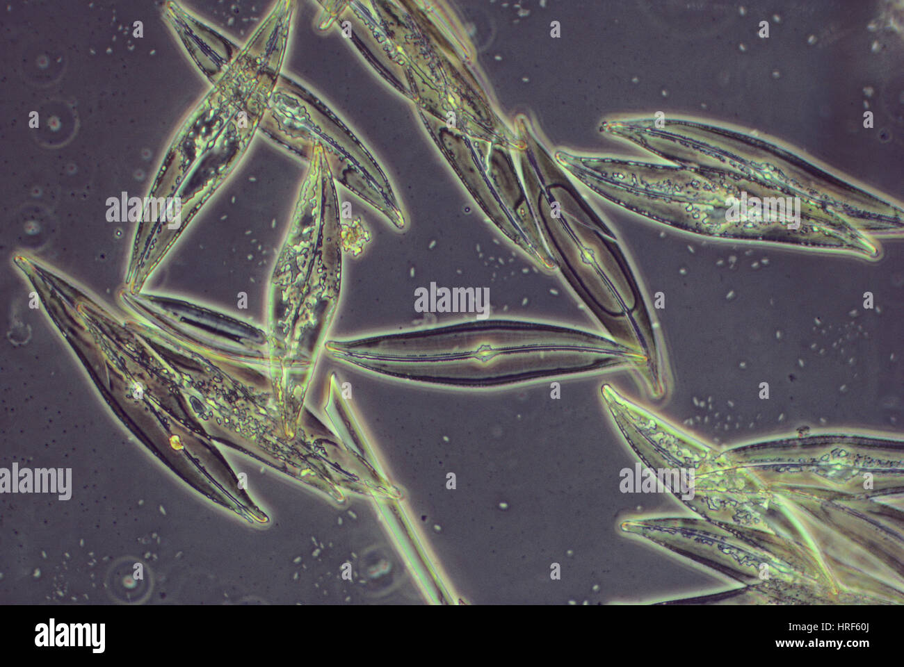 Pennate Diatoms Stock Photo