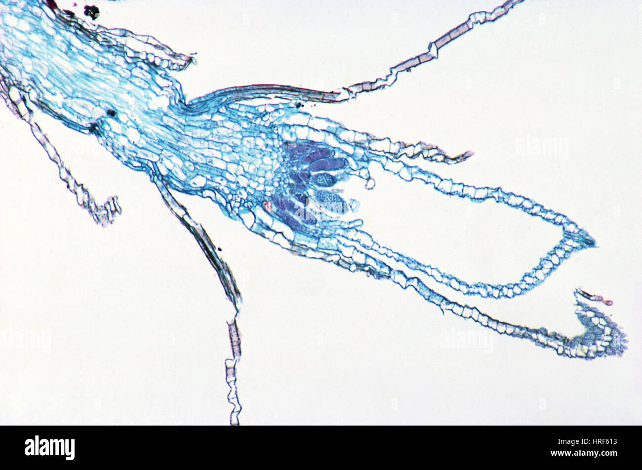 Moss Gametophyte with Antheridia Stock Photo