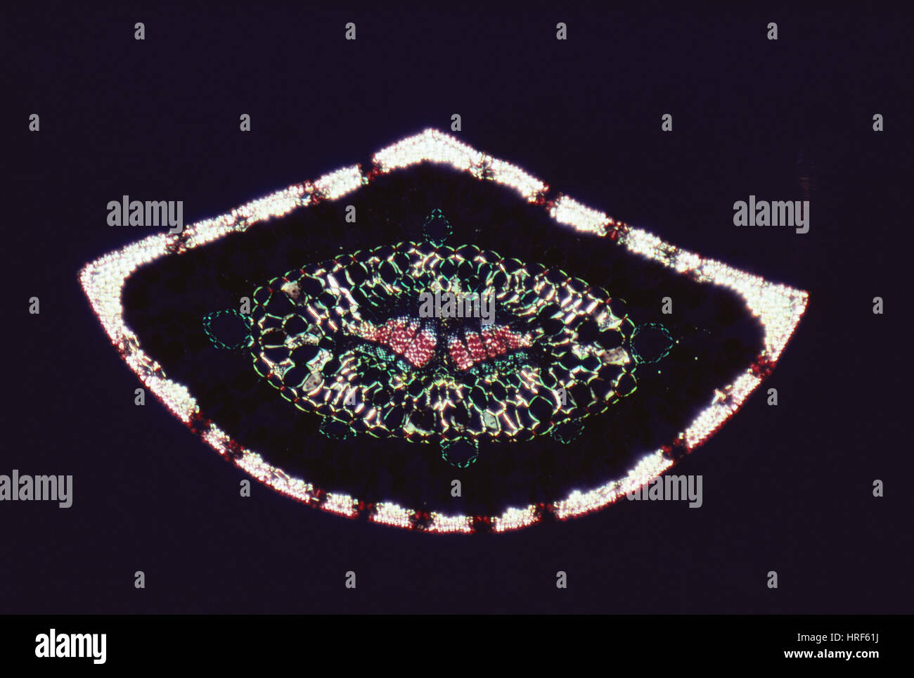 Vascular bundle leaf hi-res stock photography and images - Alamy