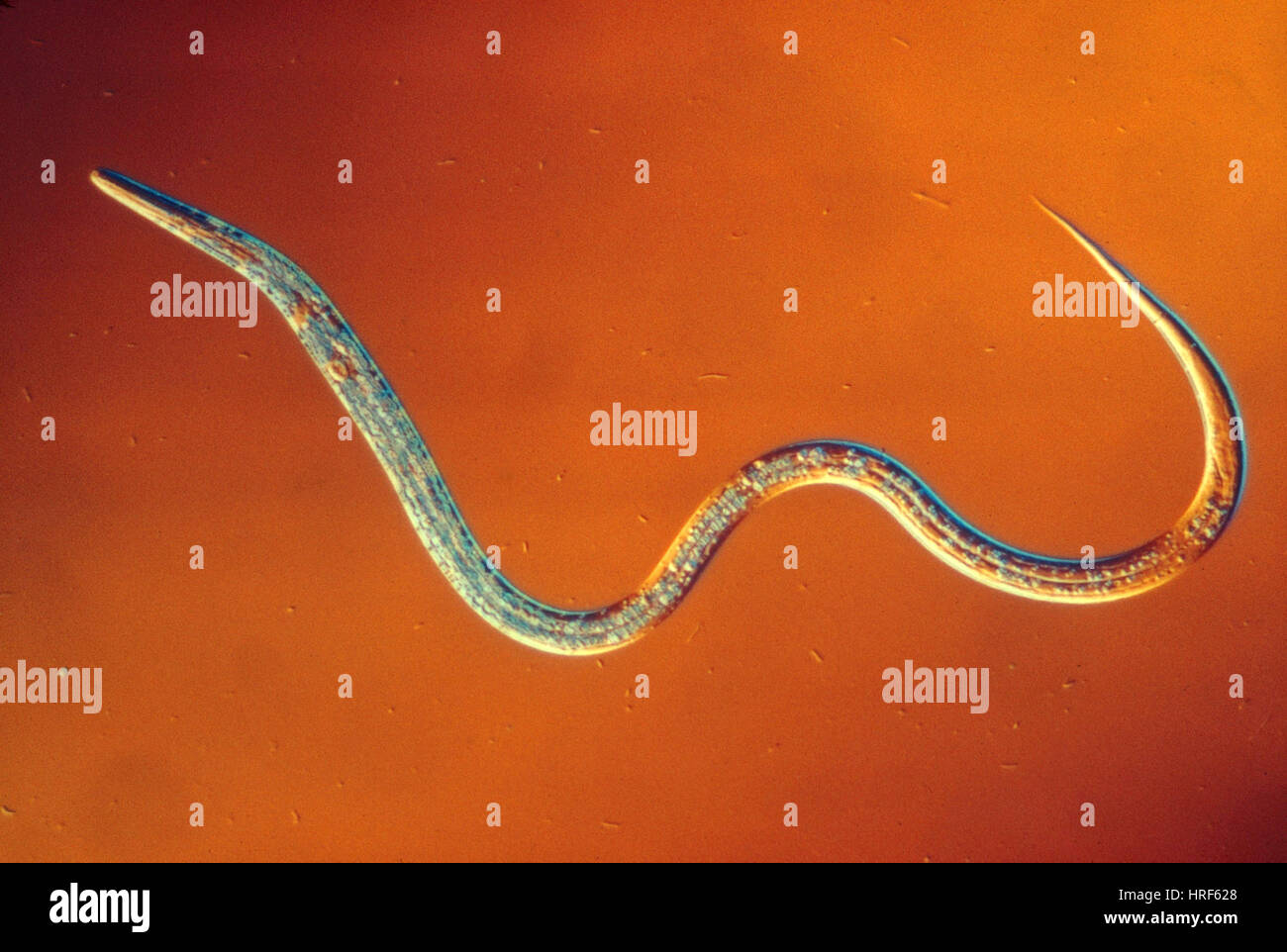 vinegar-eel-stock-photo-alamy