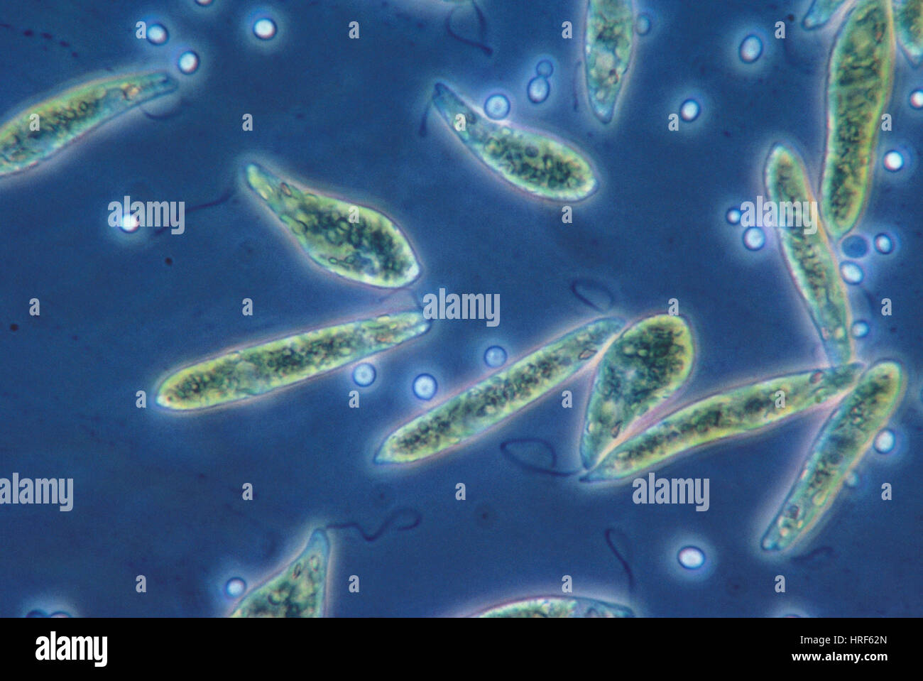 Euglena Gracilis Lm Stock Photo Alamy Euglena Gracilis Lm Stock Photo Alamy
