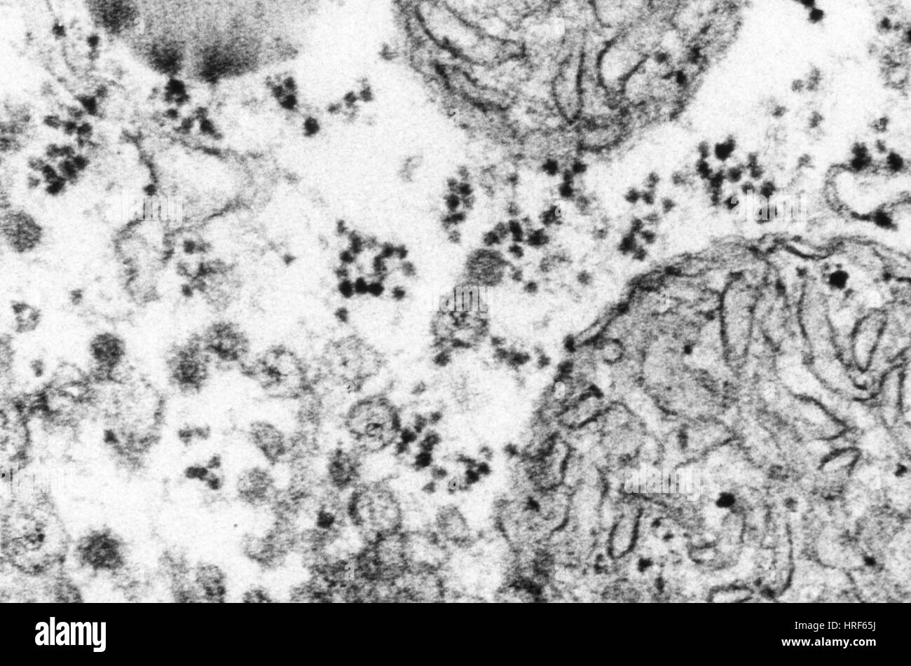 Mitochondria tem Black and White Stock Photos & Images - Alamy