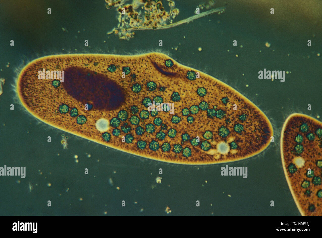 Paramecium Lm Stock Photo Alamy Paramecium Lm Stock Photo Alamy