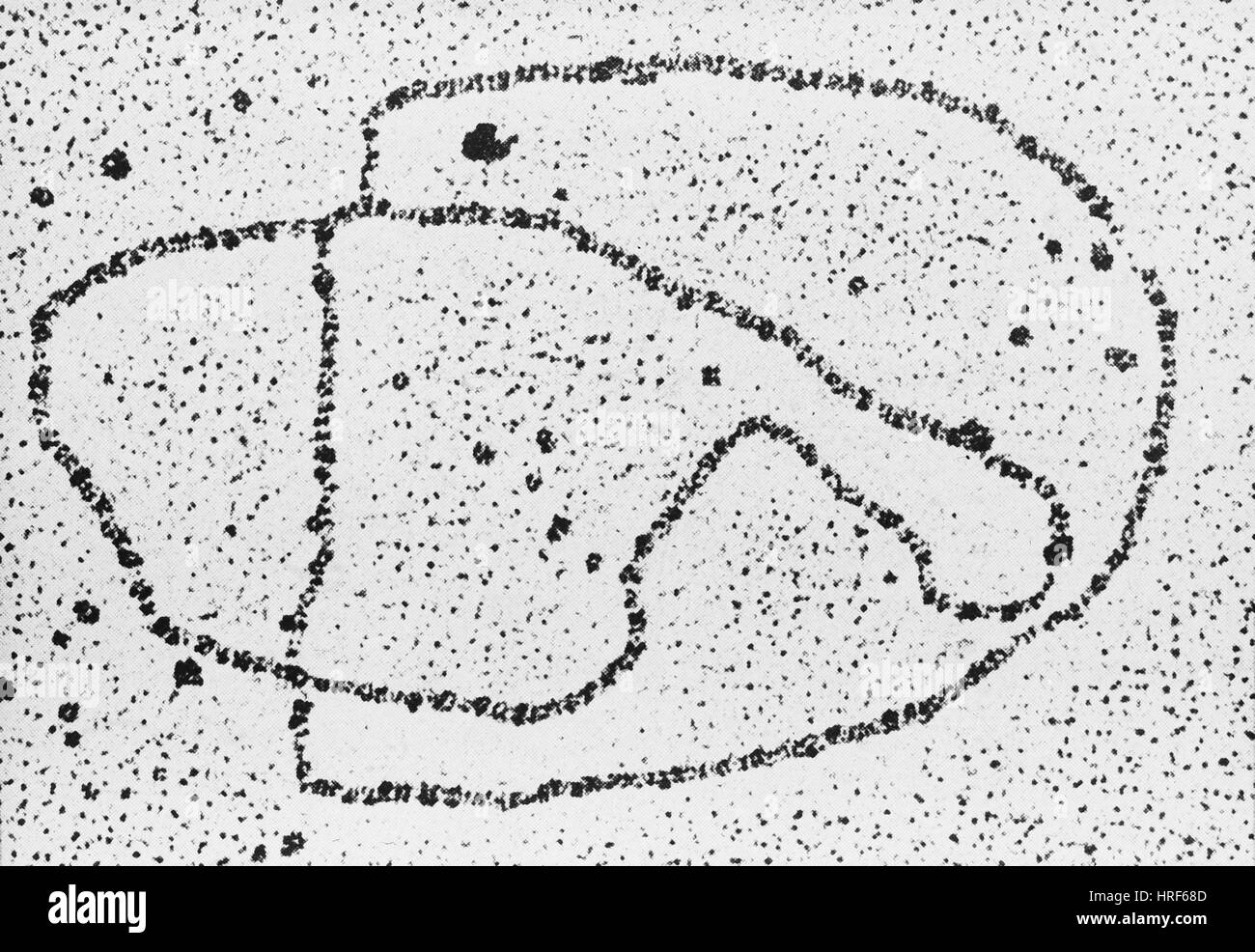 Dna replication micrograph hi-res stock photography and images - Alamy