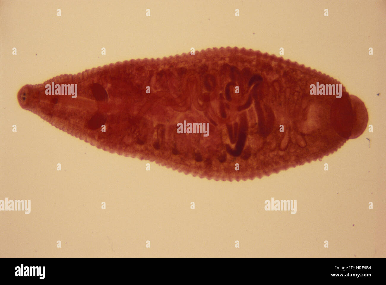 Leeches close up hires stock photography and images Alamy