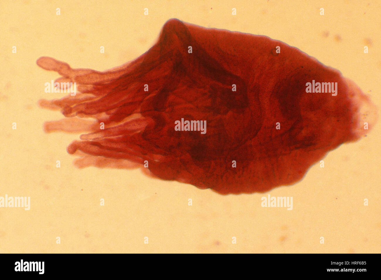 Jellyfish Polyp Stock Photo