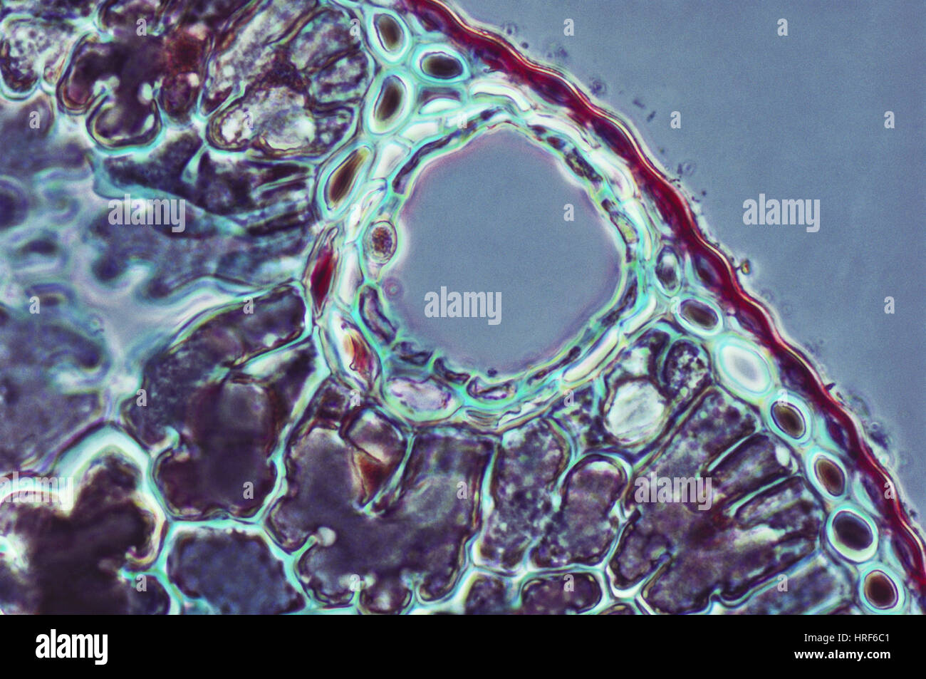 Pine Leaf Resin Duct Stock Photo Alamy