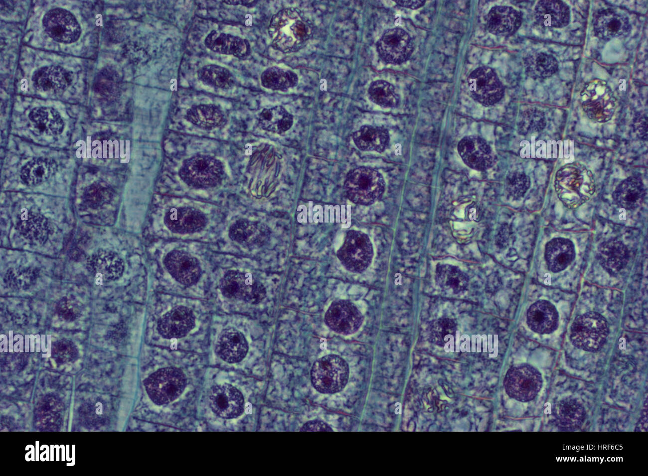 Onion Root Cells Stock Photo Alamy