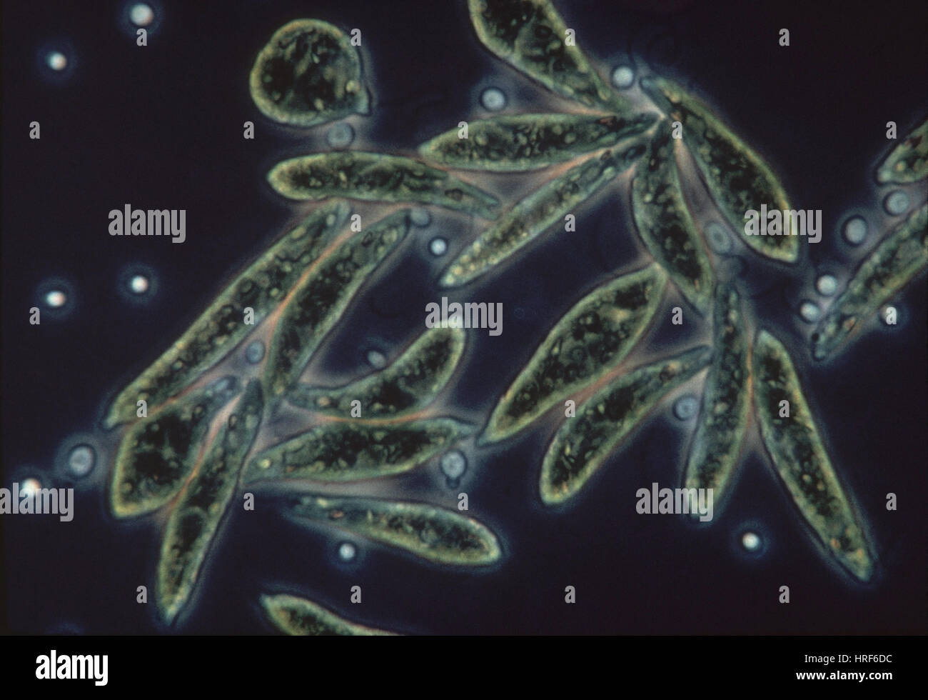 Euglena gracilis Stock Photo