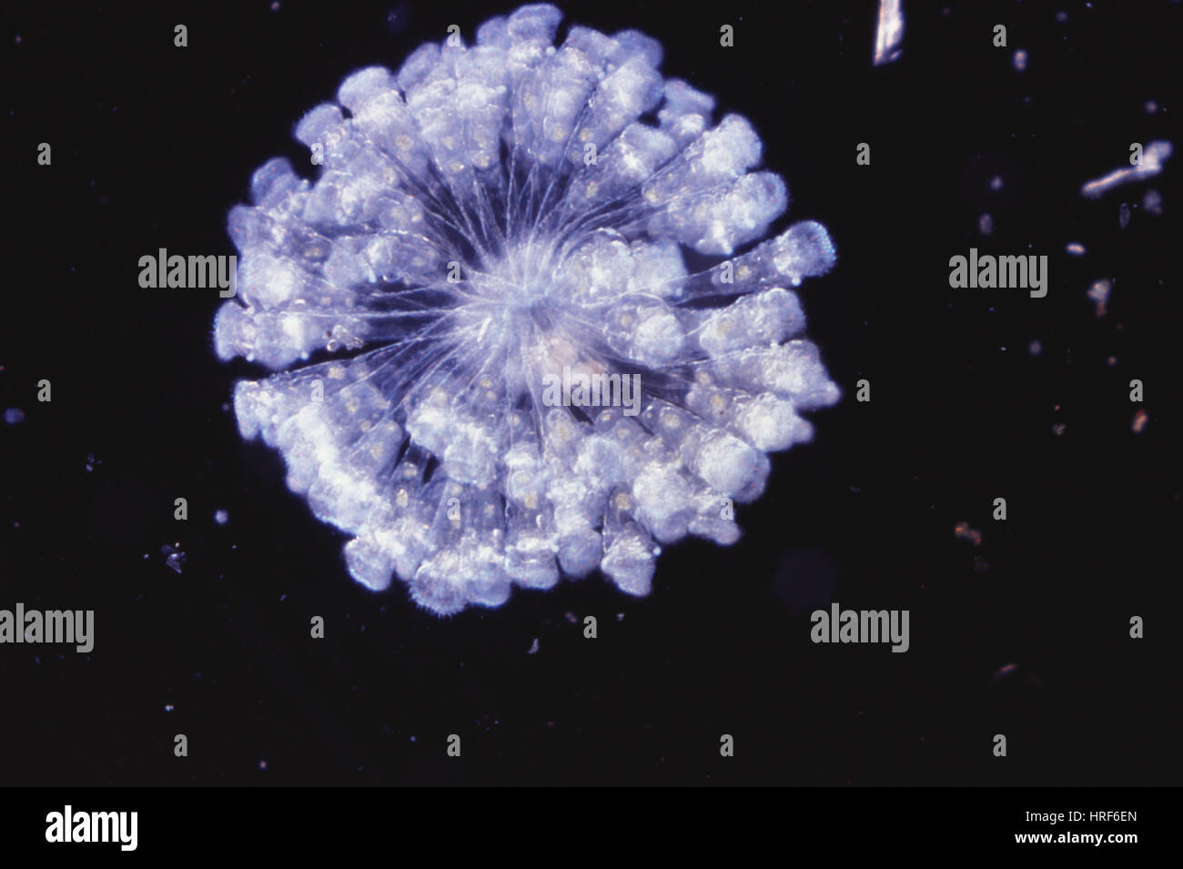 Rotifera hi-res stock photography and images - Alamy