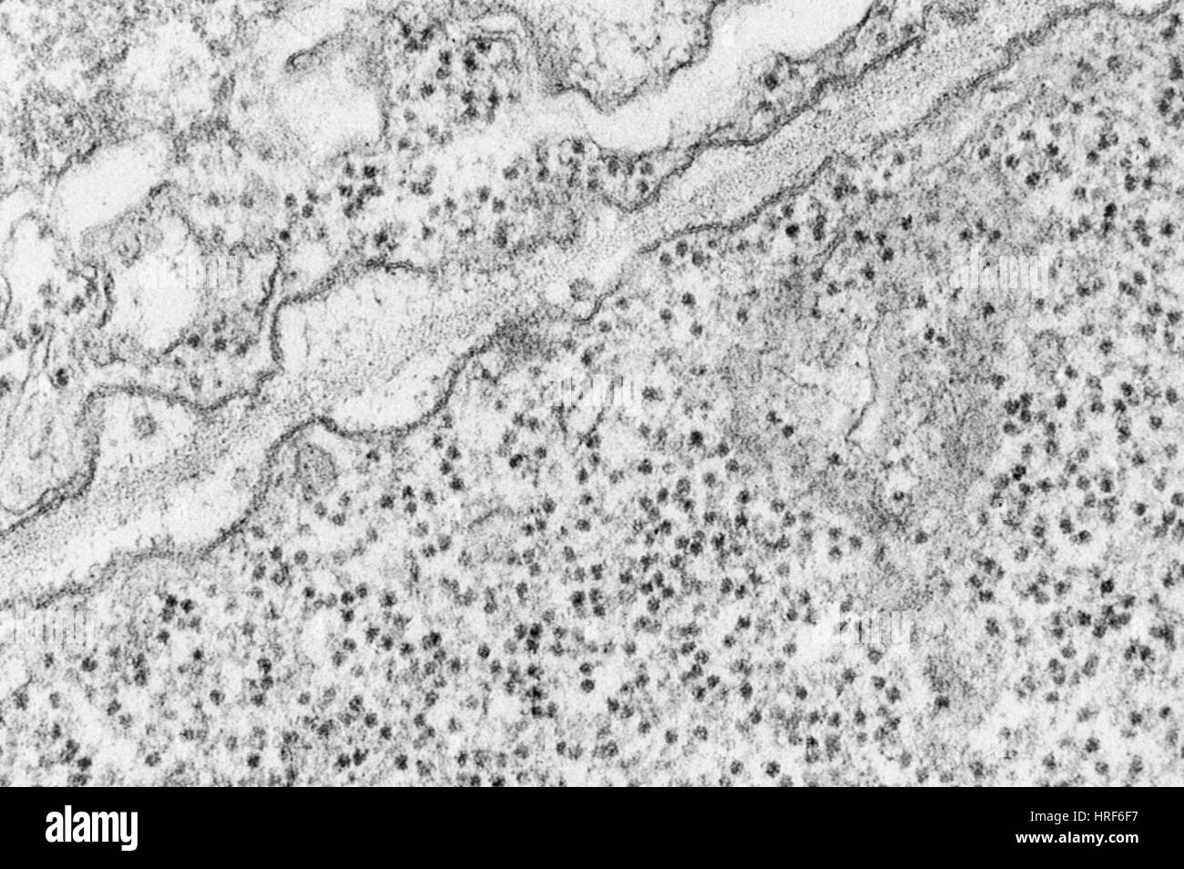 Plasma Membrane TEM Stock Photo
