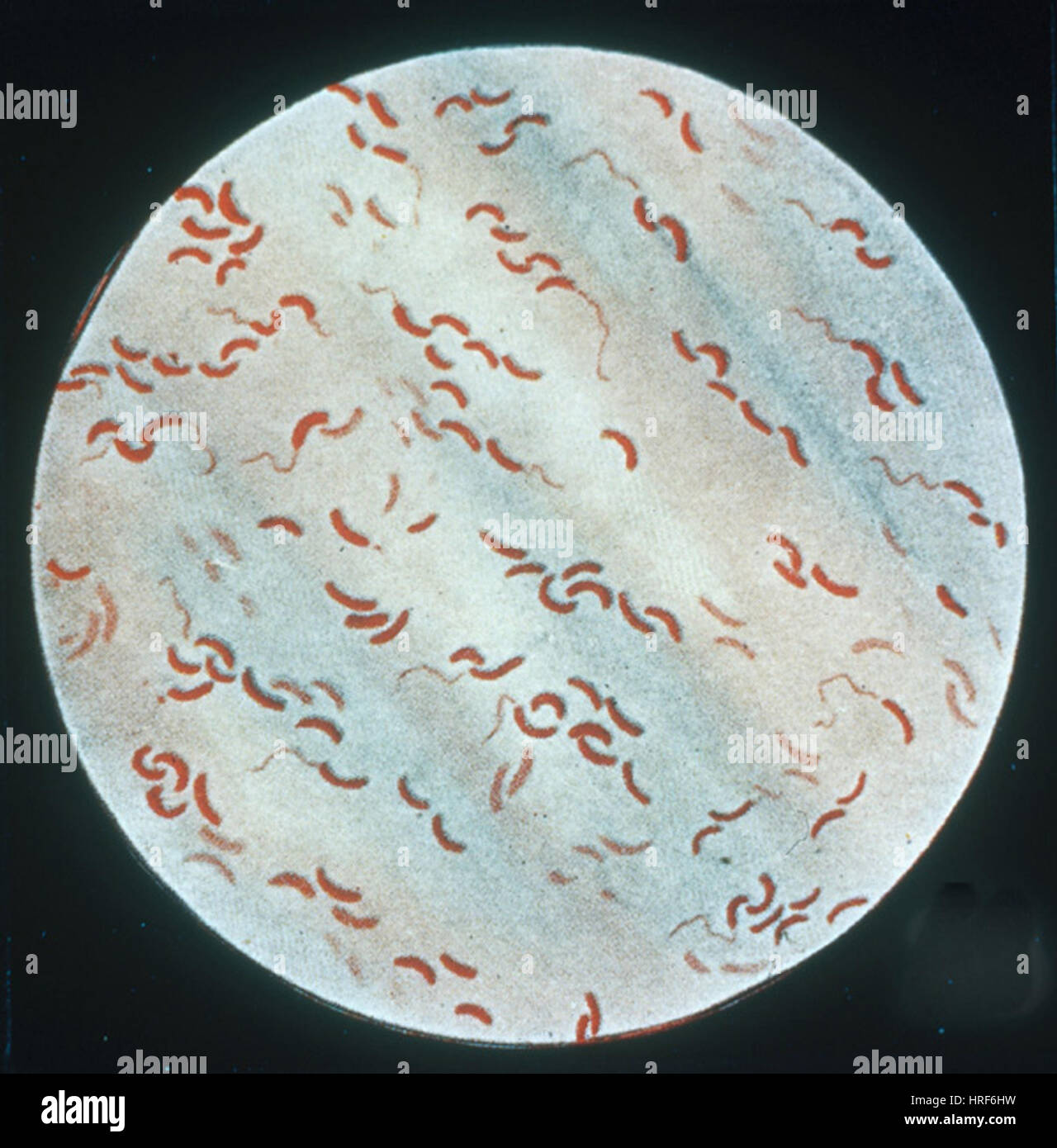 Vibrio cholerae Stock Photo