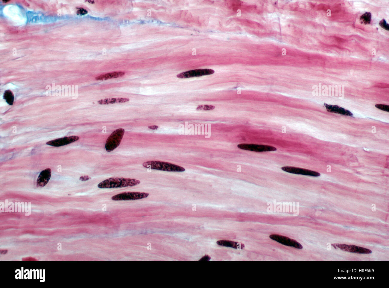 smooth muscle cells under microscope