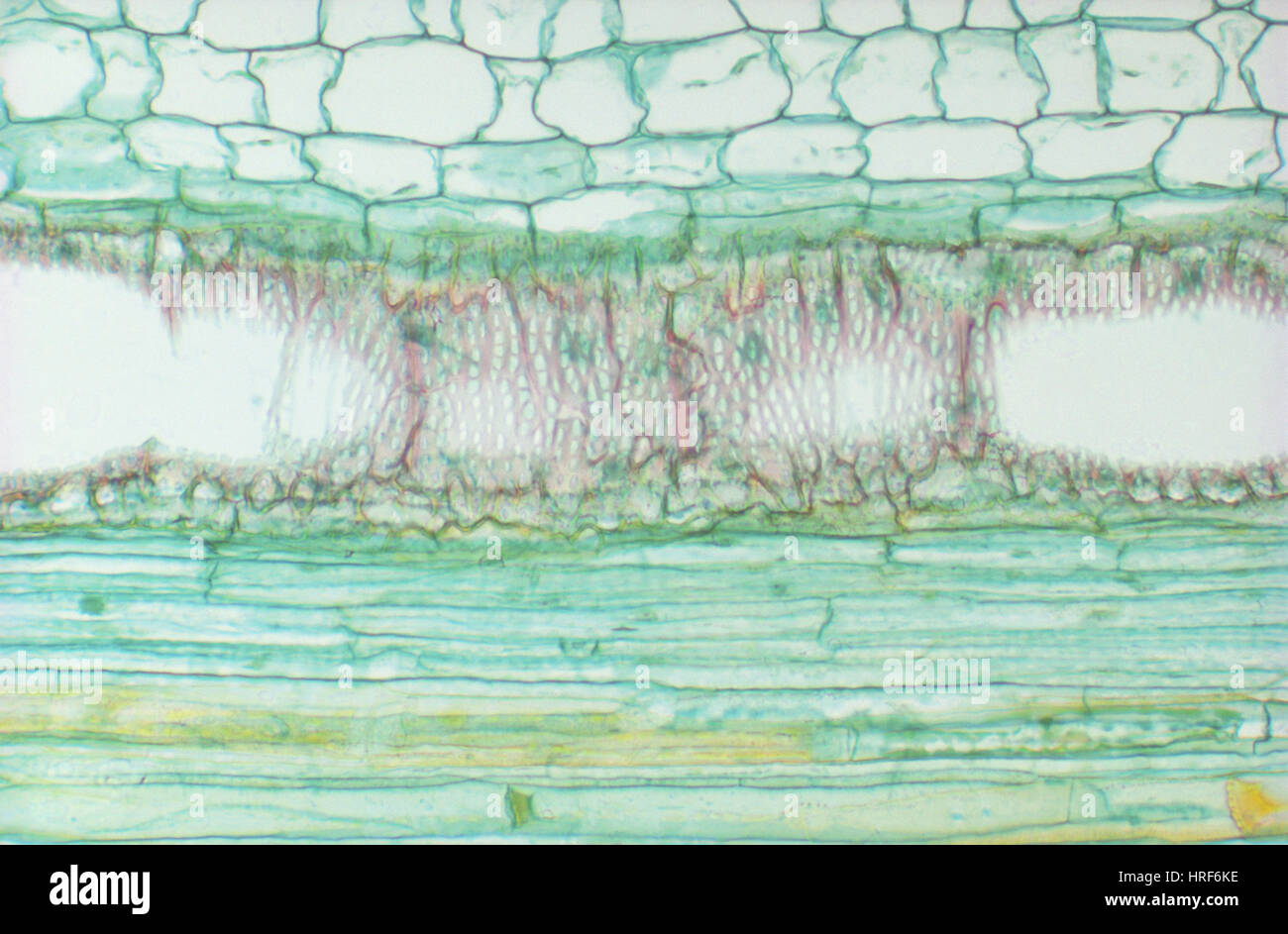 Sieve vascular tissue hires stock photography and images Alamy